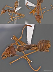Oecophylla smaragdina