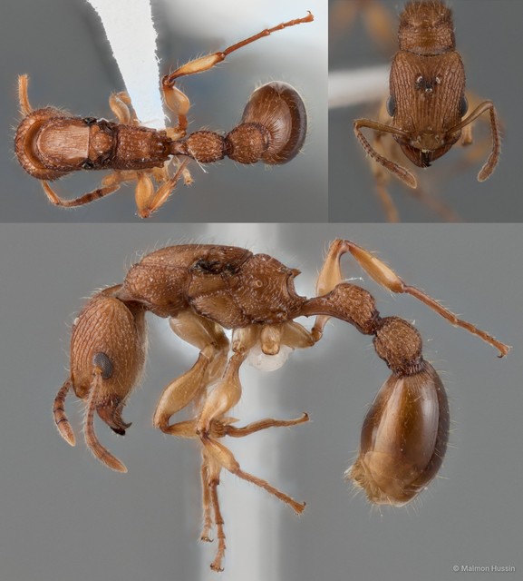 Paratopula oculata • © Maimon Hussin • All Rights Reserved