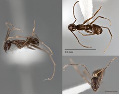 Paratrechina longicornis