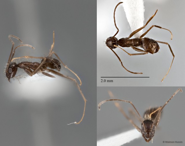 Paratrechina longicornis • © Maimon Hussin • All Rights Reserved