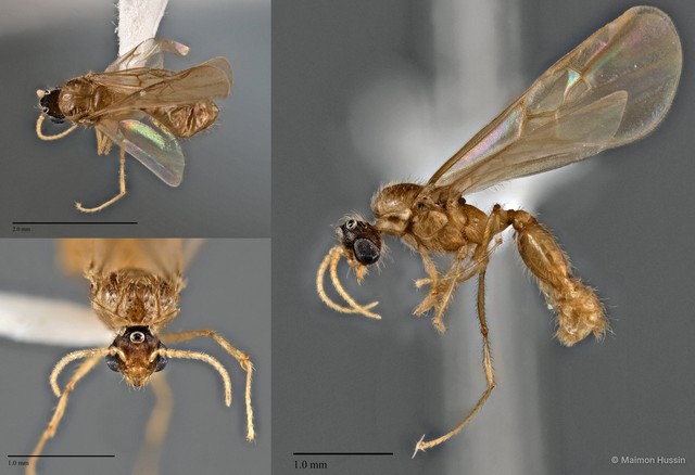 Pheidole sp. "cf. parva" • © Maimon Hussin • All Rights Reserved
