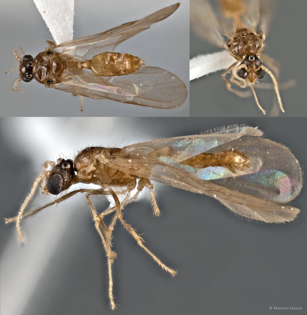 Pheidole clypeocornis • © Maimon Hussin • All Rights Reserved