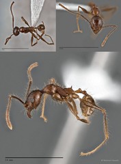 Pheidole plagiaria