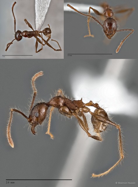 Pheidole plagiaria • © Maimon Hussin • All Rights Reserved