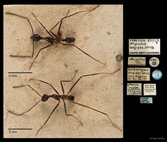 Pheidole singaporensis • © Ang Yuchen • All Rights Reserved