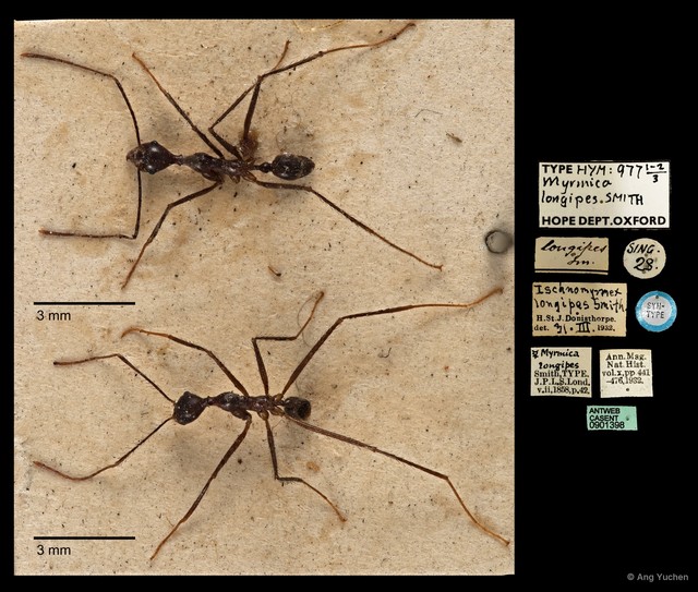 Pheidole singaporensis • © Ang Yuchen • All Rights Reserved