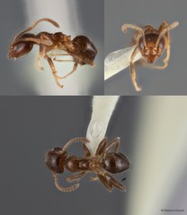 Philidris sp. "4_SKY"