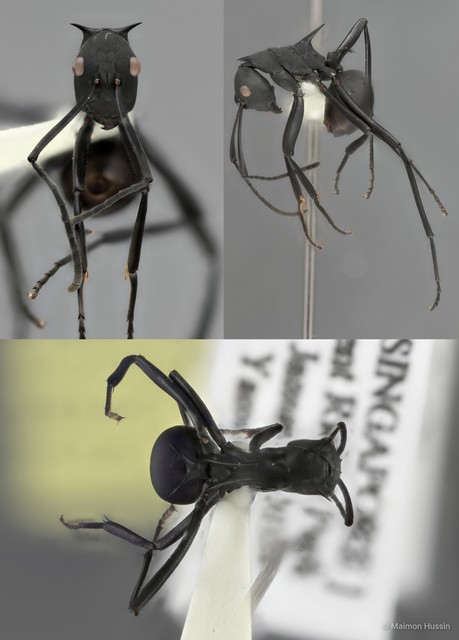Polyrhachis (Myrmhopla) abdominalis • © Maimon Hussin • All Rights Reserved