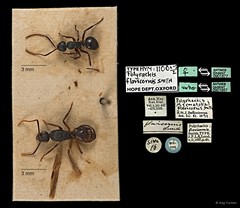 Polyrhachis (Myrmhopla) amana • © Ang Yuchen • All Rights Reserved