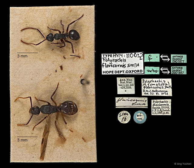 Polyrhachis (Myrmhopla) amana • © Ang Yuchen • All Rights Reserved