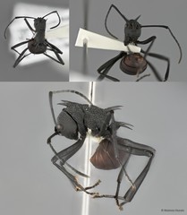 Polyrhachis (Myrmhopla) armata armata