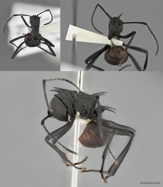 Polyrhachis (Myrmhopla) armata armata • © Maimon Hussin • All Rights Reserved