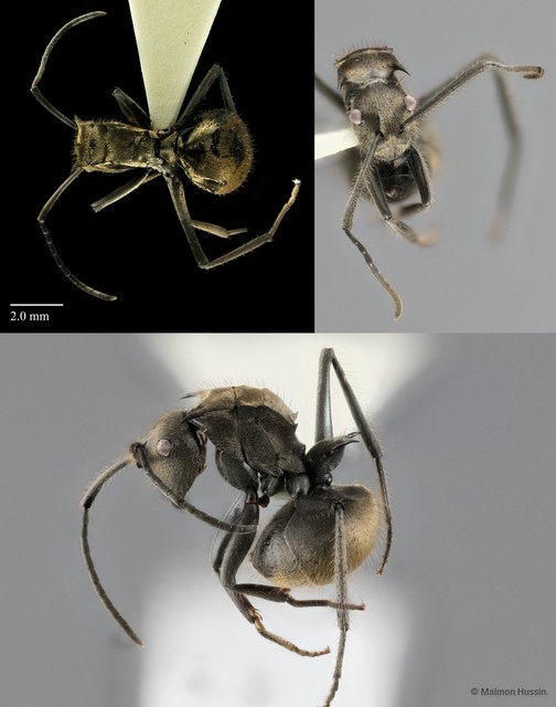 Polyrhachis (Myrma) beccarii • © Maimon Hussin • All Rights Reserved
