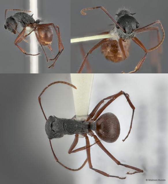 Polyrhachis (Myrmhopla) bicolor • © Maimon Hussin • All Rights Reserved