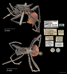 Polyrhachis (Myrmhopla) armata defensa • © Ang Yuchen • All Rights Reserved