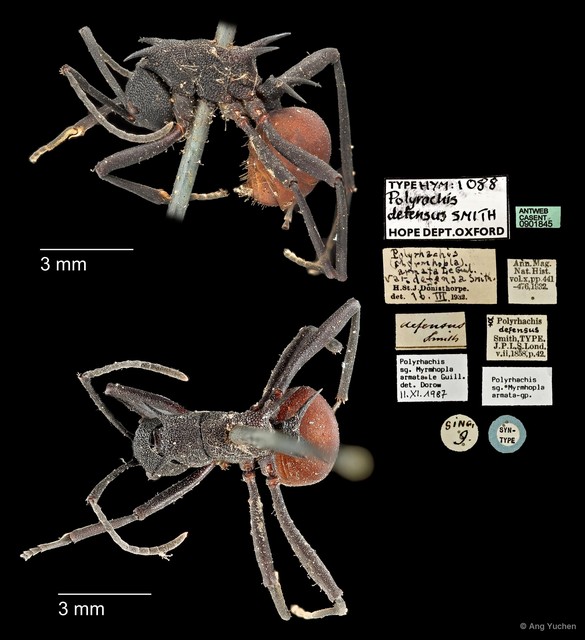 Polyrhachis (Myrmhopla) armata defensa • © Ang Yuchen • All Rights Reserved