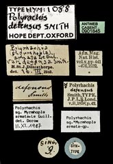 Polyrhachis (Myrmhopla) armata defensa • All Rights Reserved Museum Label