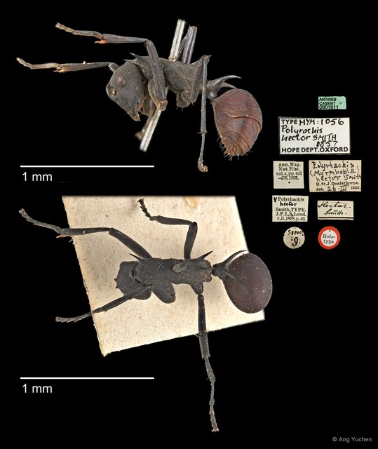 Polyrhachis (Myrmhopla) hector • © Ang Yuchen • All Rights Reserved
