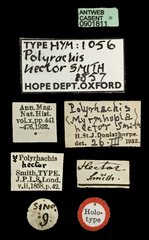 Polyrhachis (Myrmhopla) hector • All Rights Reserved Museum Label
