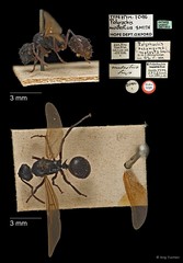 Polyrhachis (Myrmhopla) modesta • © Ang Yuchen • All Rights Reserved