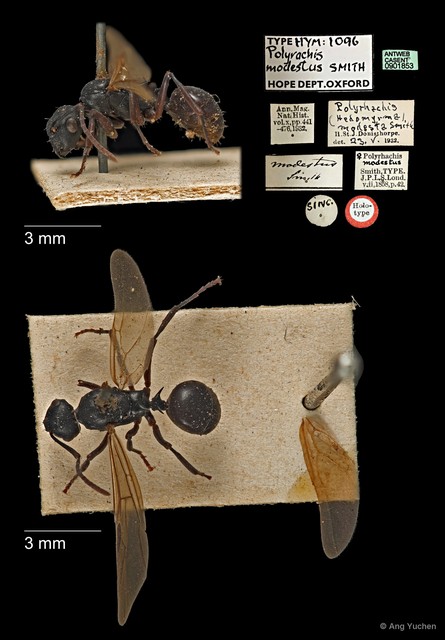 Polyrhachis (Myrmhopla) modesta • © Ang Yuchen • All Rights Reserved