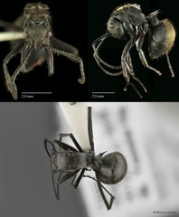 Polyrhachis (Myrma) proxima