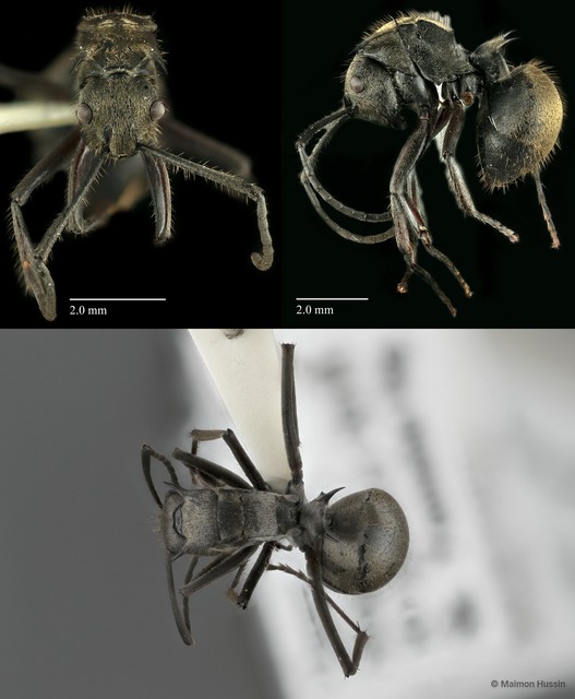Polyrhachis (Myrma) proxima • © Maimon Hussin • All Rights Reserved