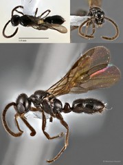 Ponera sp. "2_WW"
