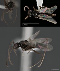 Prenolepis jerdoni