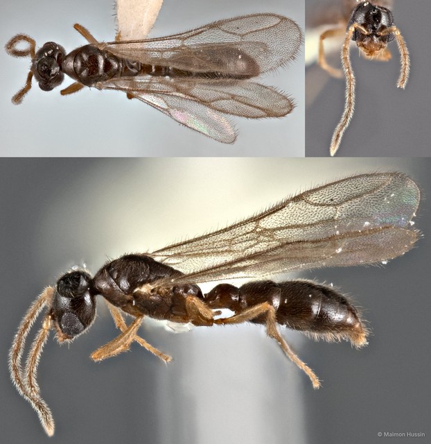Prionopelta kraepelini • © Maimon Hussin • All Rights Reserved