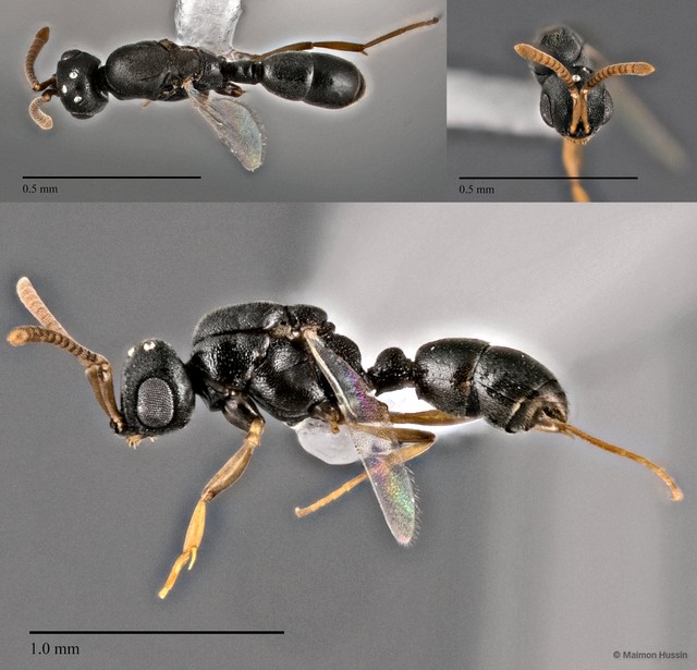 Probolomyrmex vieti • © Maimon Hussin • All Rights Reserved