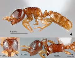 Rhopalomastix glabricephala