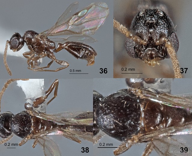 Rhopalomastix johorensis