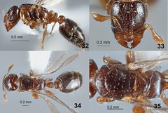Rhopalomastix johorensis • © Gordon Yong • All Rights Reserved