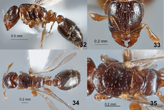 Rhopalomastix johorensis