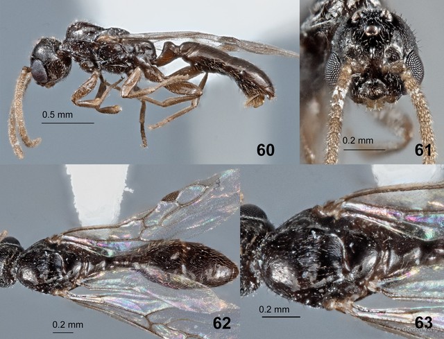 Rhopalomastix striata