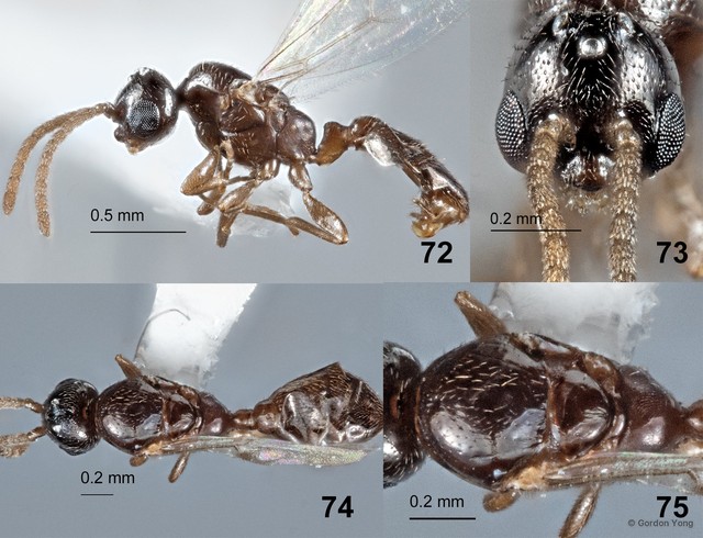Rhopalomastix tenebra