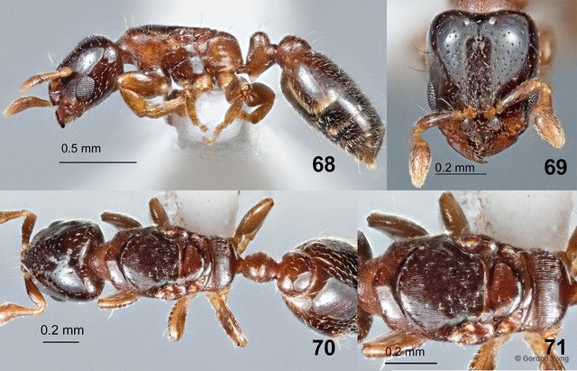 Rhopalomastix tenebra