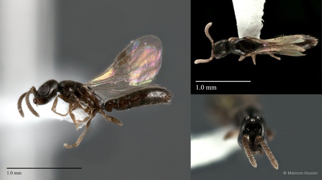 Stigmatomma sp. "ZRCBDP0044262" • © Maimon Hussin • All Rights Reserved