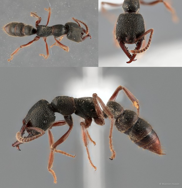 Stigmatomma reclinatum • © Maimon Hussin • All Rights Reserved
