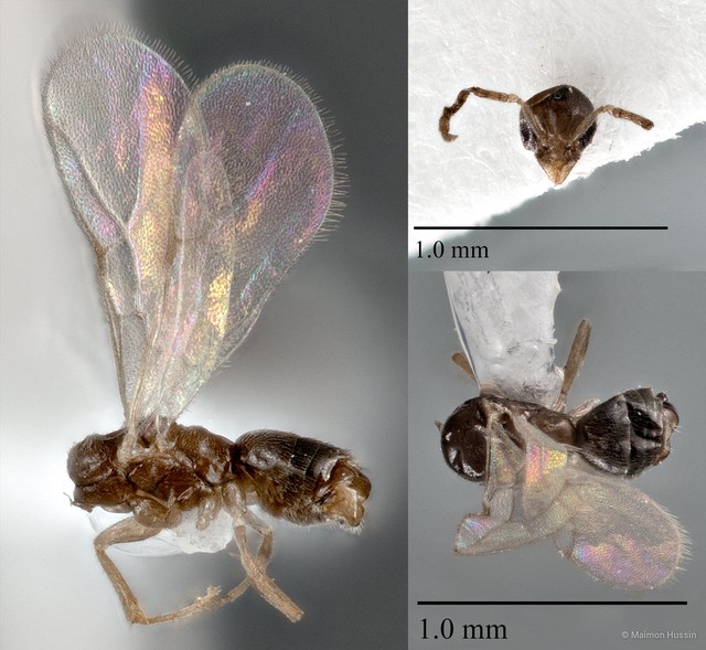 Tapinoma sp. "2_WW" • © Maimon Hussin • All Rights Reserved