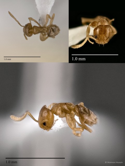 Tapinoma sp. "3_WW" • © Maimon Hussin • All Rights Reserved