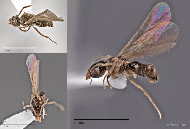 Tapinoma sp. "cf. 13_SKY" • © Maimon Hussin • All Rights Reserved