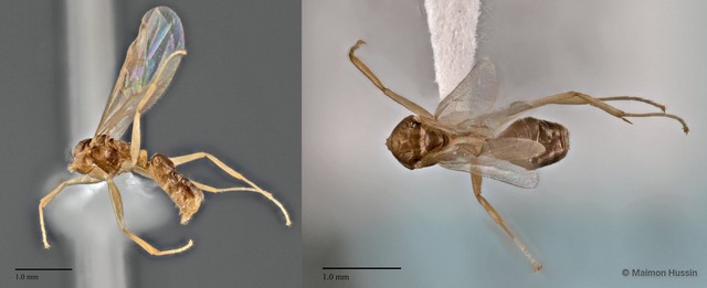 Technomyrmex sp. "cf. schmimmeli" • © Maimon Hussin • All Rights Reserved