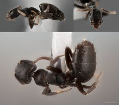 Technomyrmex albipes (Smith, 1861)