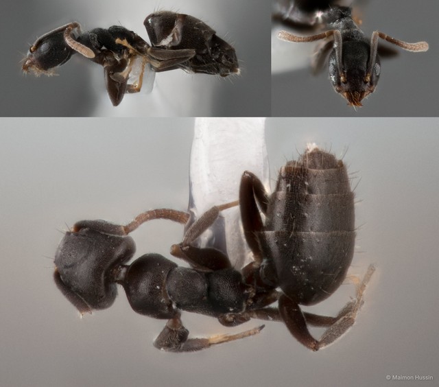 Technomyrmex albipes • © Maimon Hussin • All Rights Reserved
