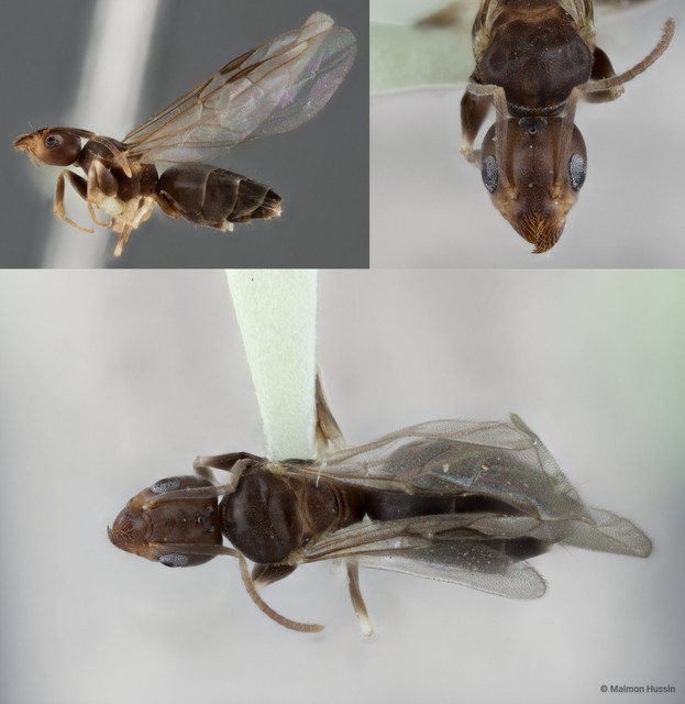 Technomyrmex kraepelini • © Maimon Hussin • All Rights Reserved