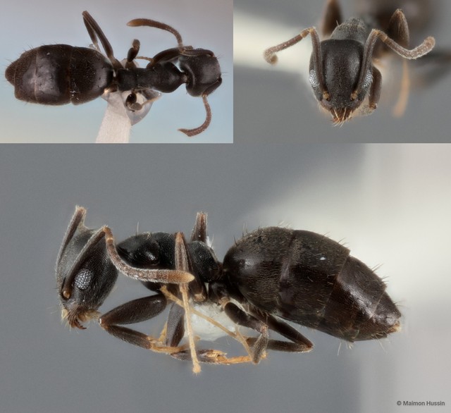 Technomyrmex vitiensis • © Maimon Hussin • All Rights Reserved