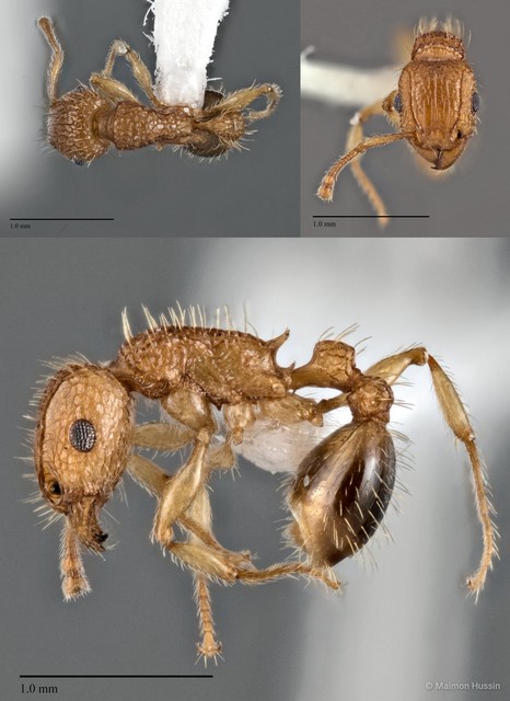 Tetramorium bicarinatum • © Maimon Hussin • All Rights Reserved