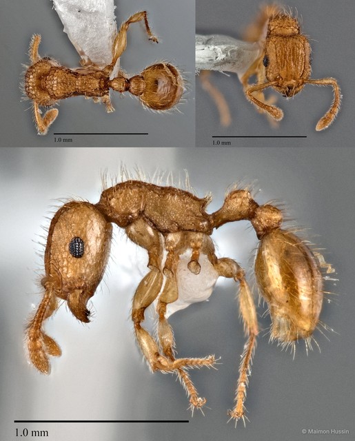 Tetramorium obtusidens • © Maimon Hussin • All Rights Reserved